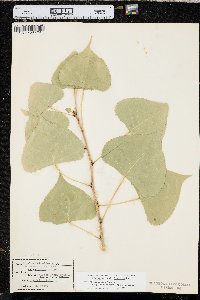 Populus deltoides subsp. monilifera image