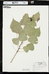 Populus deltoides subsp. monilifera image