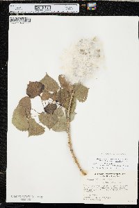 Populus deltoides subsp. monilifera image