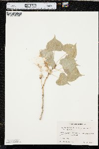 Populus deltoides subsp. monilifera image