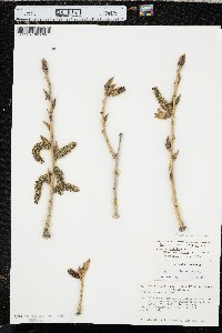 Populus deltoides subsp. monilifera image