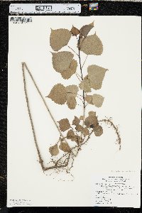 Populus deltoides subsp. monilifera image