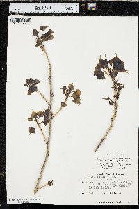 Populus deltoides subsp. monilifera image