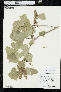 Populus deltoides subsp. monilifera image
