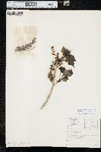 Populus deltoides subsp. monilifera image