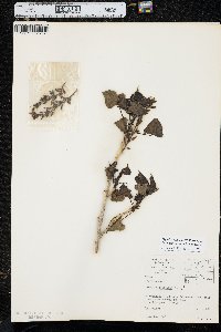 Populus deltoides subsp. monilifera image