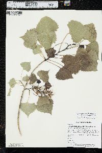 Populus deltoides subsp. monilifera image