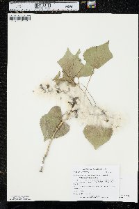 Populus deltoides subsp. monilifera image