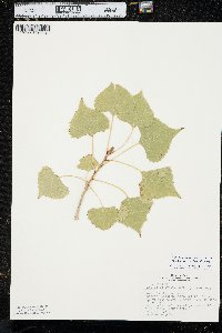 Populus deltoides subsp. monilifera image