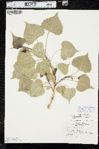 Populus deltoides subsp. monilifera image