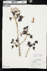 Populus deltoides subsp. monilifera image