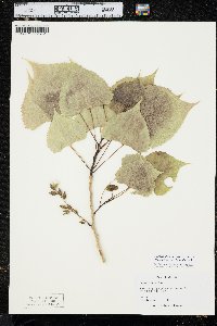 Populus deltoides subsp. monilifera image