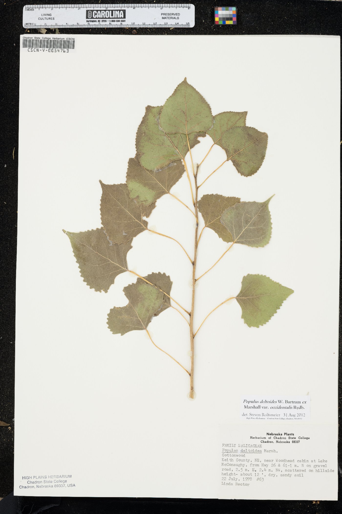 Populus deltoides subsp. monilifera image