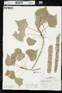 Populus deltoides subsp. monilifera image