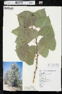 Populus deltoides subsp. monilifera image