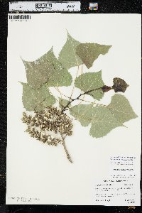 Populus deltoides subsp. monilifera image