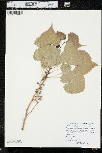 Populus deltoides subsp. monilifera image