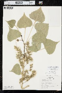 Populus deltoides subsp. monilifera image