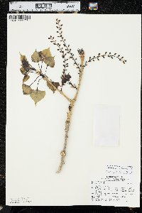 Populus deltoides subsp. monilifera image