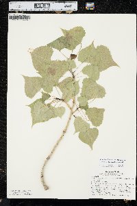 Populus deltoides subsp. monilifera image