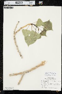 Populus deltoides subsp. monilifera image