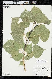 Populus deltoides subsp. monilifera image