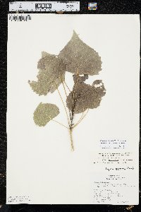 Populus deltoides subsp. monilifera image