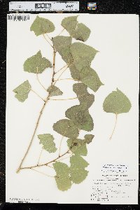 Populus deltoides subsp. monilifera image