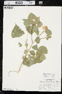 Populus deltoides subsp. monilifera image