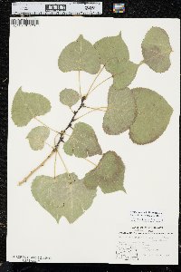 Populus deltoides subsp. monilifera image