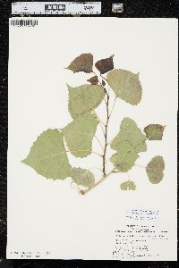 Populus deltoides subsp. monilifera image