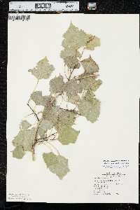 Populus deltoides subsp. monilifera image