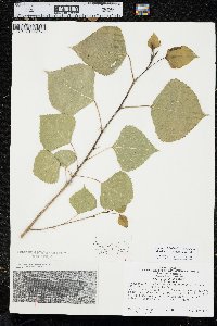 Populus deltoides subsp. monilifera image