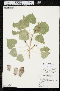 Populus deltoides subsp. monilifera image