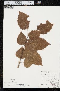 Populus grandidentata image