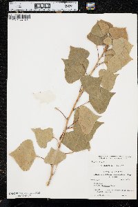 Populus nigra image