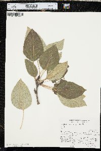 Populus trichocarpa image