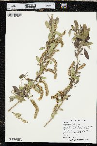 Salix amygdaloides image