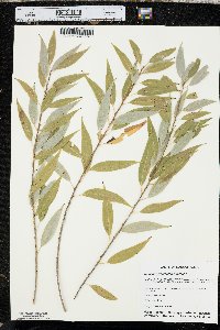 Salix amygdaloides image