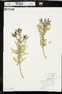 Salix amygdaloides image