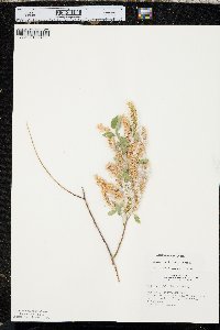 Salix amygdaloides image