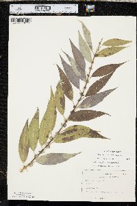 Salix amygdaloides image