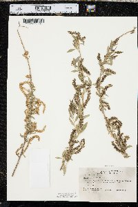 Salix amygdaloides image