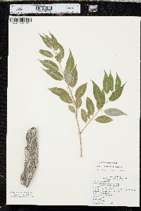 Salix amygdaloides image