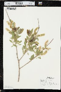 Salix amygdaloides image