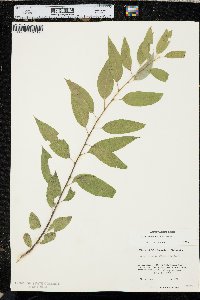 Salix amygdaloides image