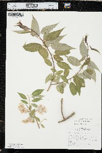 Salix amygdaloides image