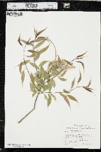 Salix amygdaloides image