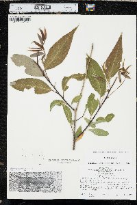 Salix amygdaloides image