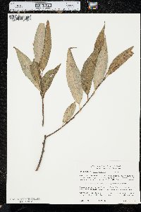 Salix × fragilis image